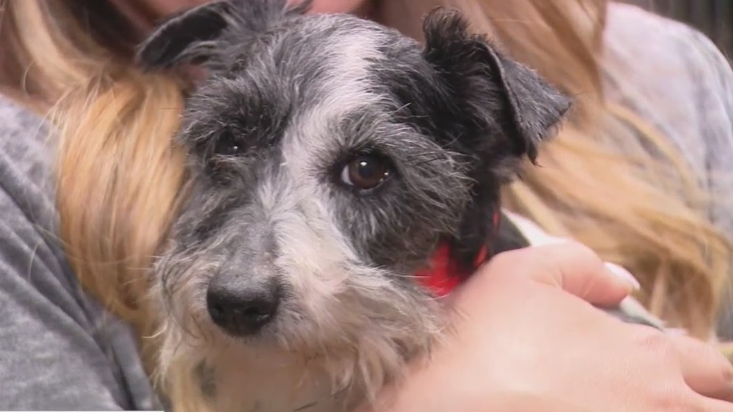 160+ dogs rescued from horrible conditions in Colorado