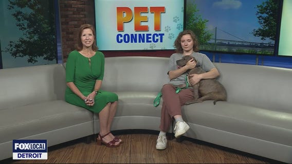 Michigan Humane seeking home for puppy named Tyson