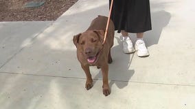 OC Animal Care waiving adoption fees