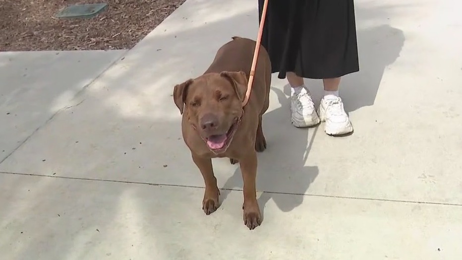 OC Animal Care waiving adoption fees