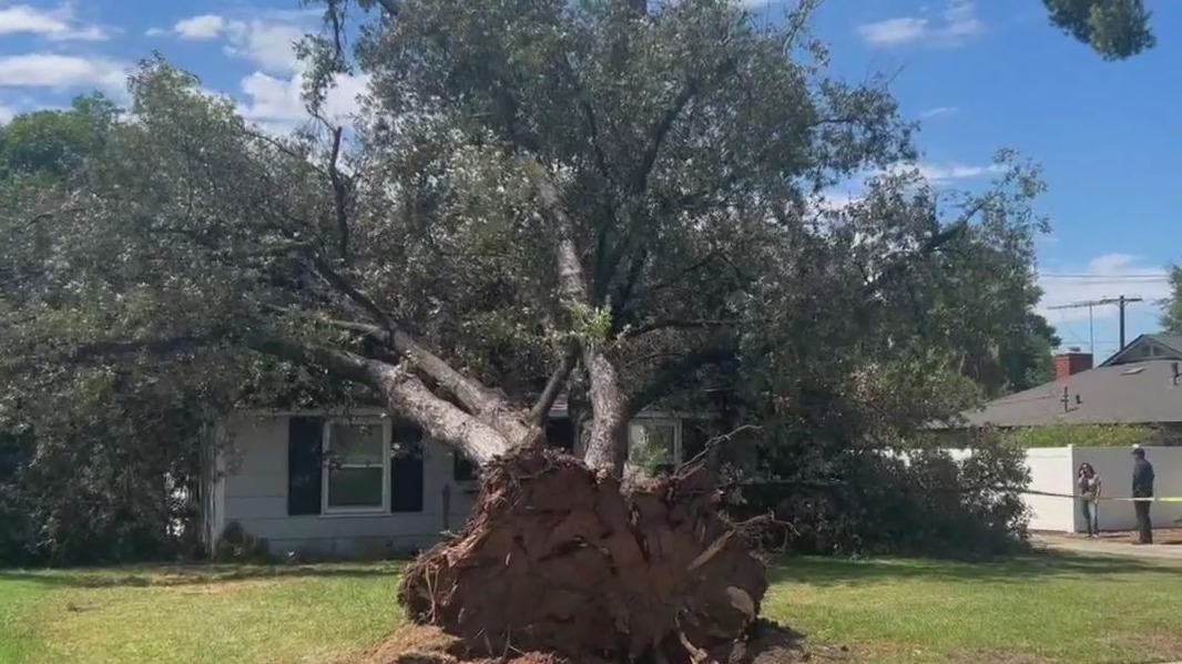 Strong winds knock out trees in Riverside
