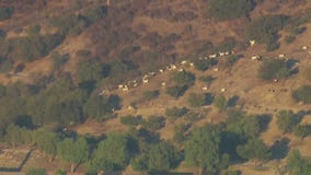 Livestock caught near fire in Sylmar