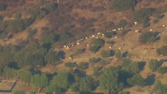 Livestock caught near fire in Sylmar