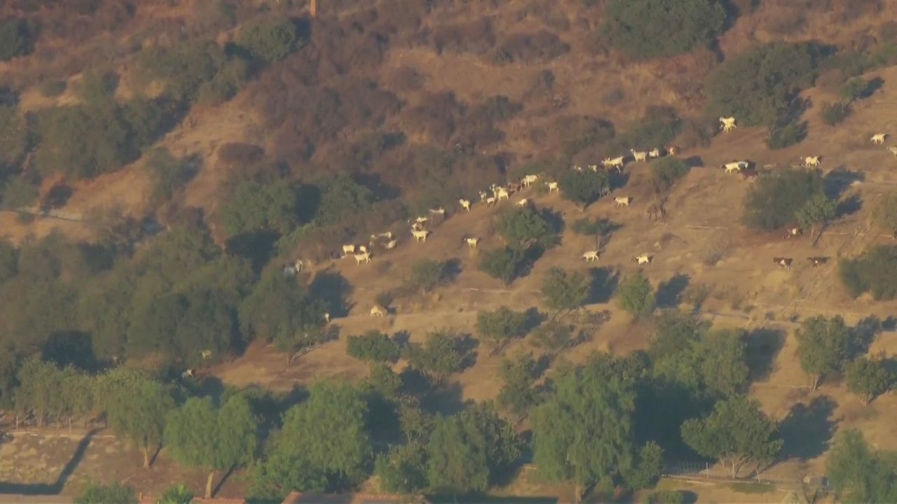 Livestock caught near fire in Sylmar