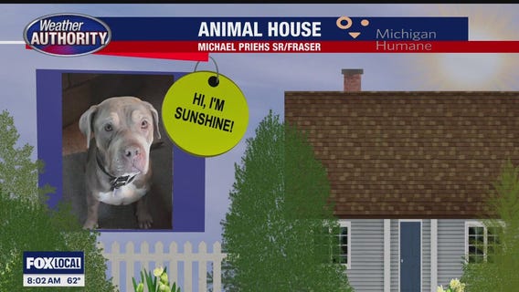 Welcome Sunshine, Lilly, Nico