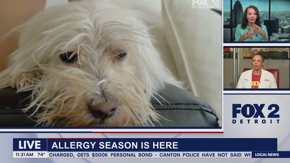 Lori's Stories: Dog Tick and Allergy Season part 2