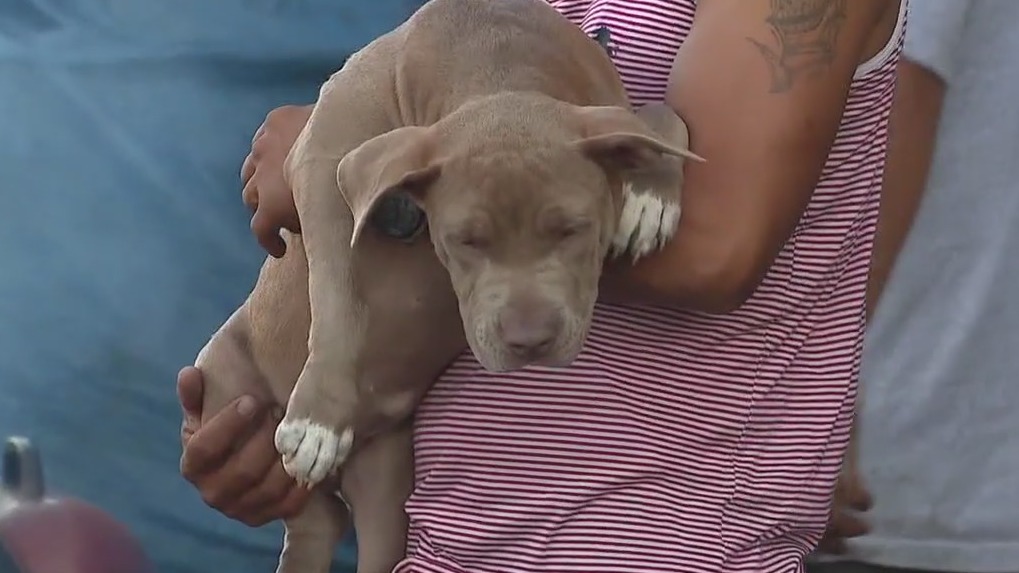 Cracking down against animal abuse on Skid Row