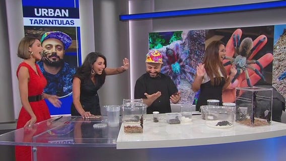 All about tarantulas with 'Urban Tarantulas' owner