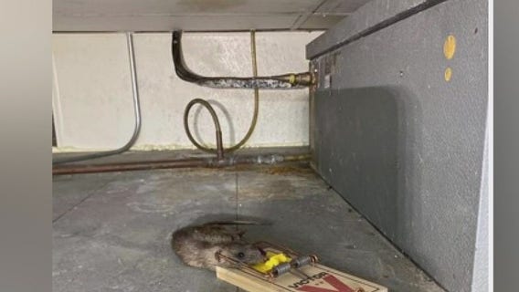 Rats in the kitchen frustrate Subway workers in LA