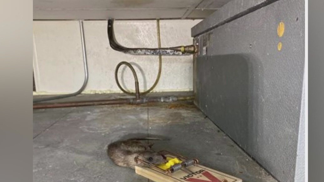 Rats in the kitchen frustrate Subway workers in LA