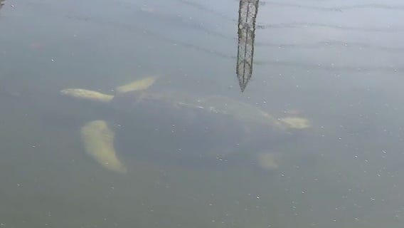 Endangered sea turtles settle in San Gabriel River