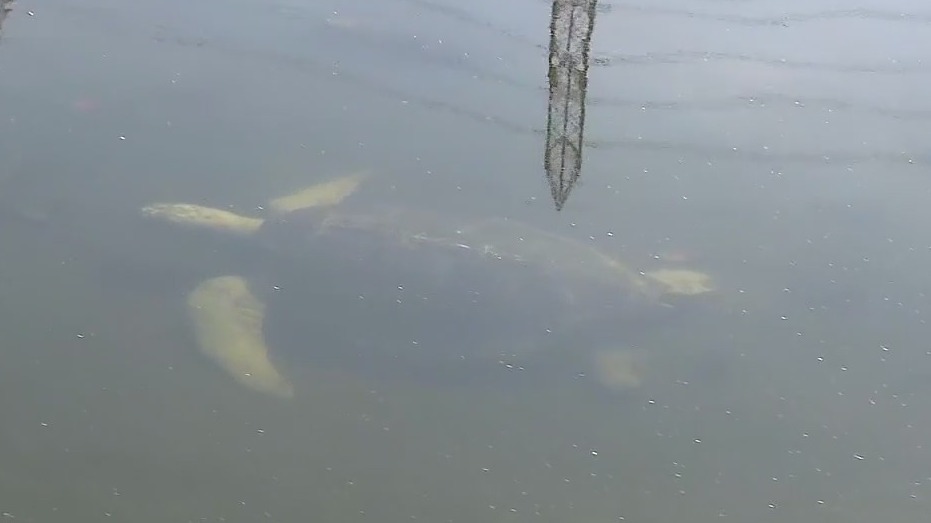 Endangered sea turtles settle in San Gabriel River