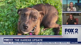 Lori's Stories The Karens dog rescue part 2