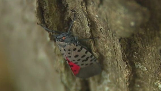 Spotted lanternfly, favorite invasive tree taking hold in Metro Detroit