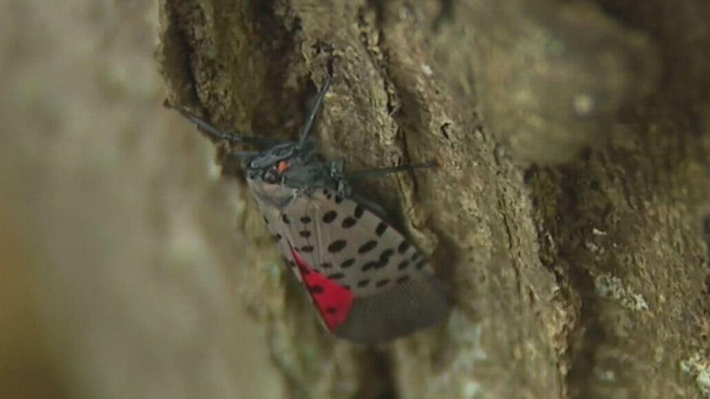 Spotted lanternfly, favorite invasive tree taking hold in Metro Detroit