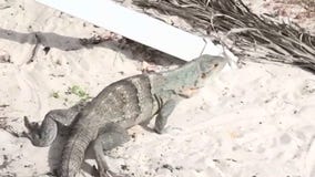 West Hollywood bans retail sale of live animals