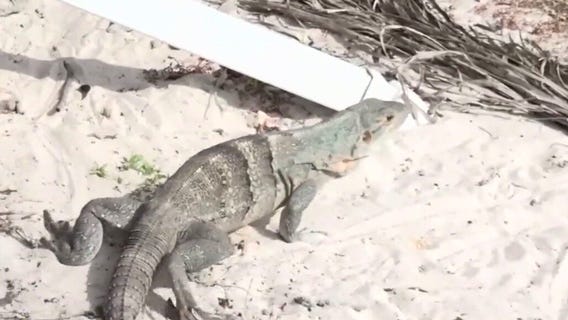 West Hollywood bans retail sale of live animals