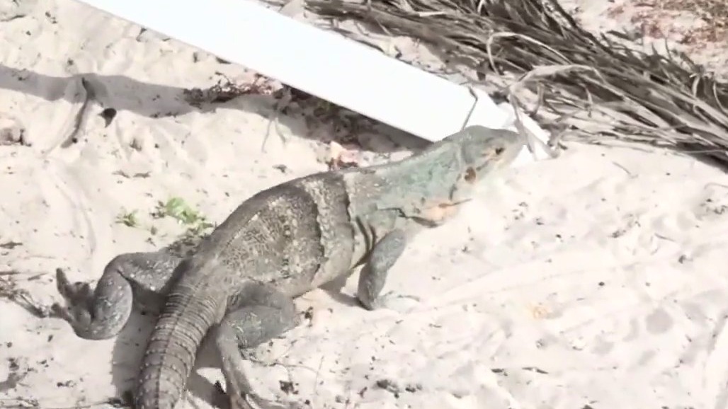 West Hollywood bans retail sale of live animals