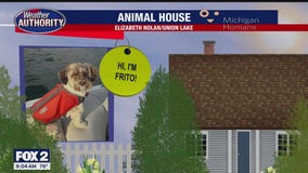 Welcome Frito, Khelani, Kobe, Baya