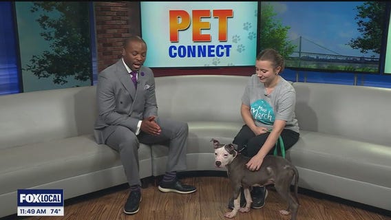 Pet Connect: Meet Astro