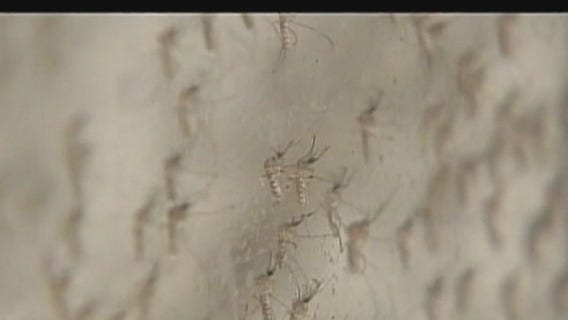 West Nile Virus kills first Michigan citizen