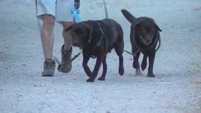 70-year-old man attacked while walking dog