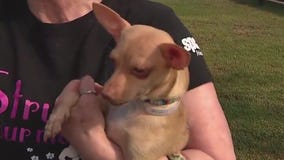 Donations needed for spcaLA dogs and cats