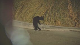 Shopping center plays cat noises to deter homeless