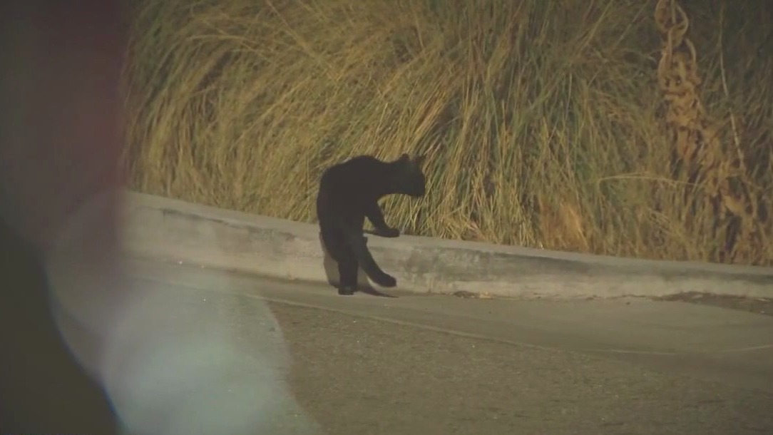 Shopping center plays cat noises to deter homeless