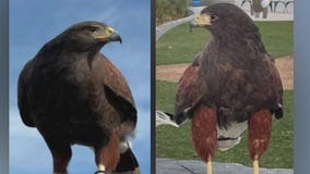 SoFi Stadium hawks stolen