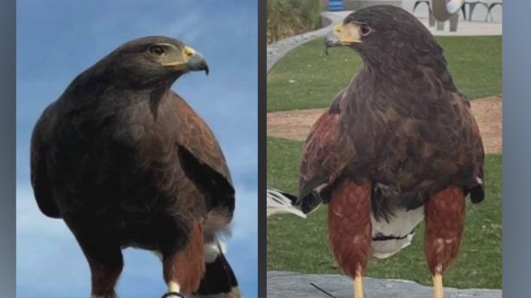 SoFi Stadium hawks stolen