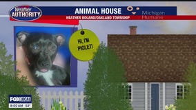 Welcome Piglet, Ernie, Gibby, Maisey