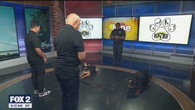 Training your dog for public events