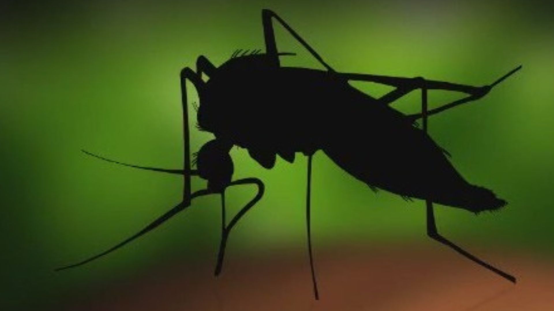 LA County reports 1st local dengue case of 2025