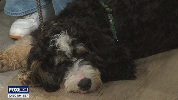 Book Paw-ty in Orion Township September 13