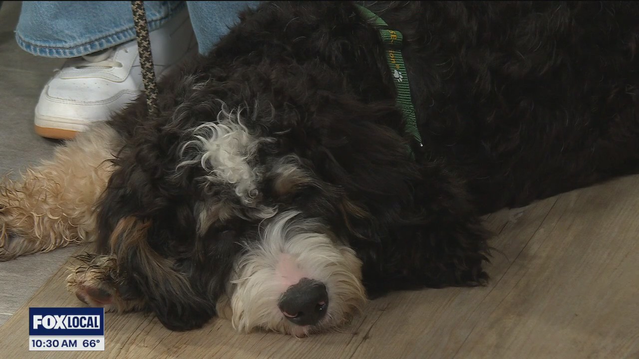 Book Paw-ty in Orion Township September 13