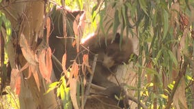 Bears spotted in Encino