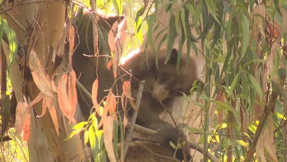 Bears spotted in Encino