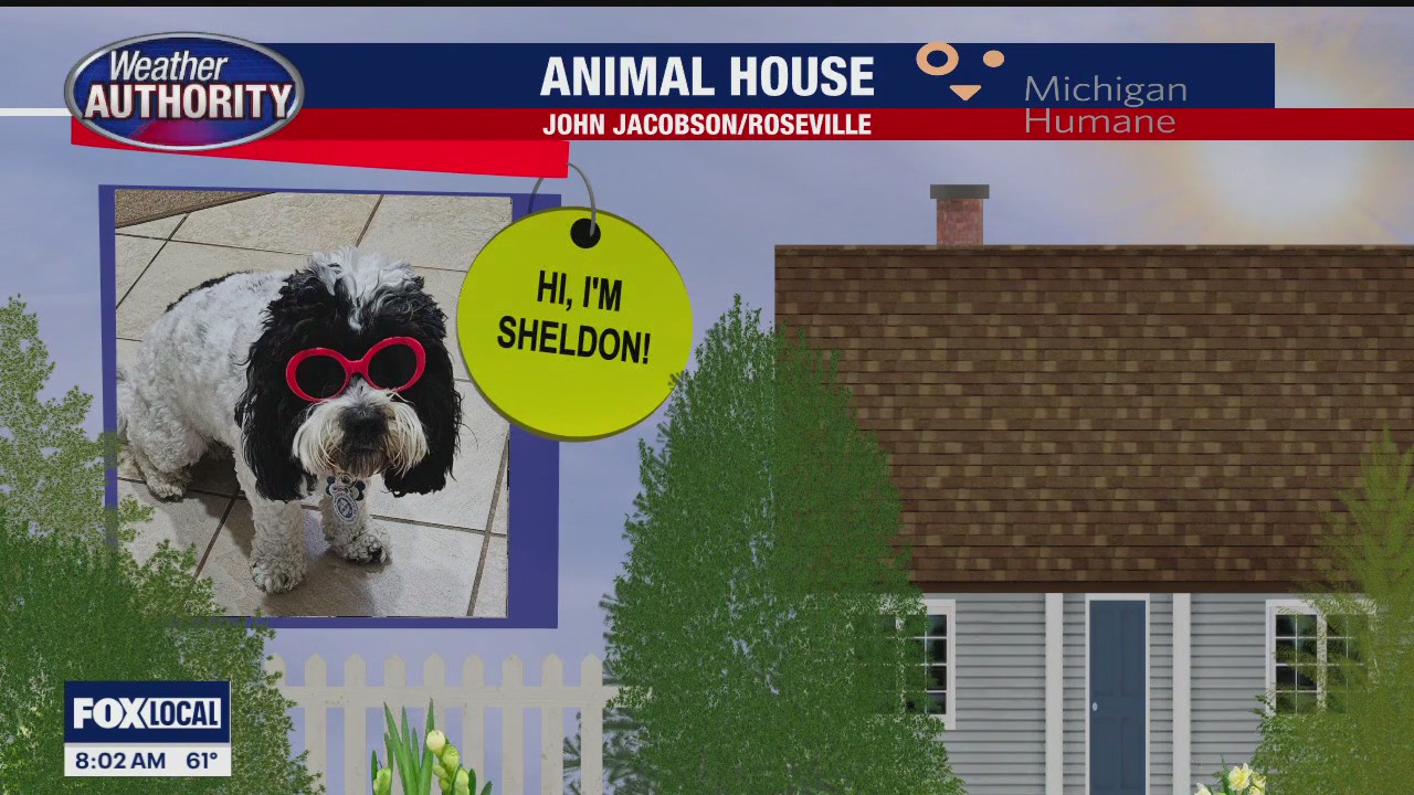 Welcome Sheldon, Loki, Hailey