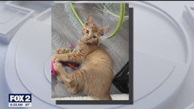 Fostering animals during high puppy and kitten season