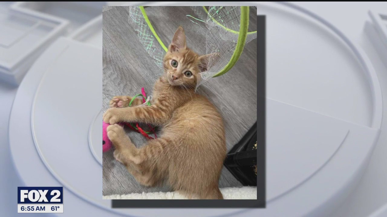 Fostering animals during high puppy and kitten season