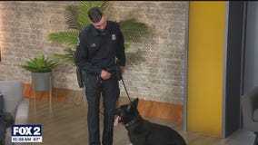 Celebrate National Dog Week at Huntington Place