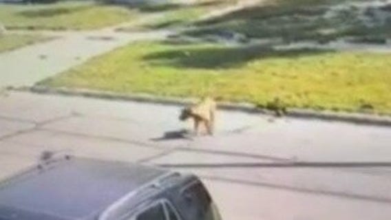 Dog leaps from two-story window as police investigate