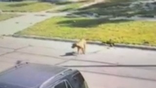 Dog leaps from two-story window as police investigate