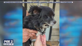 Mark Ridley's Comedy Castle hosts fundraiser to support pet sterilization programs