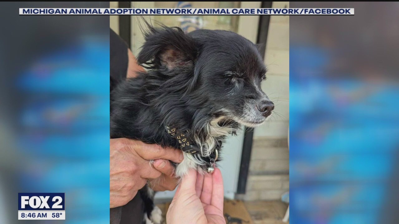 Mark Ridley's Comedy Castle hosts fundraiser to support pet sterilization programs