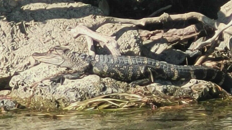 Alligator spotted on Belle Isle