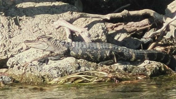 Alligator spotted on Belle Isle