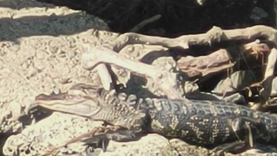 Alligator spotted lurking on Belle Isle