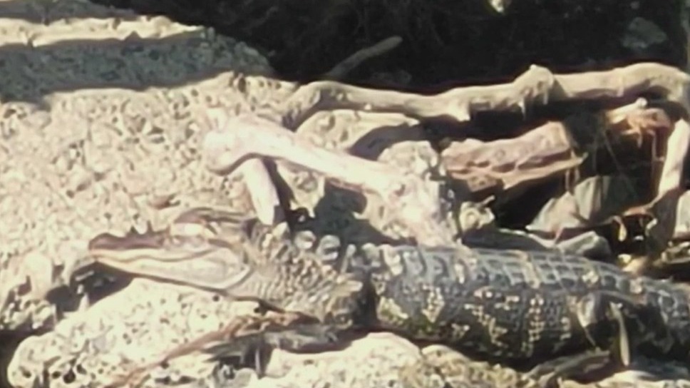 Alligator spotted lurking on Belle Isle